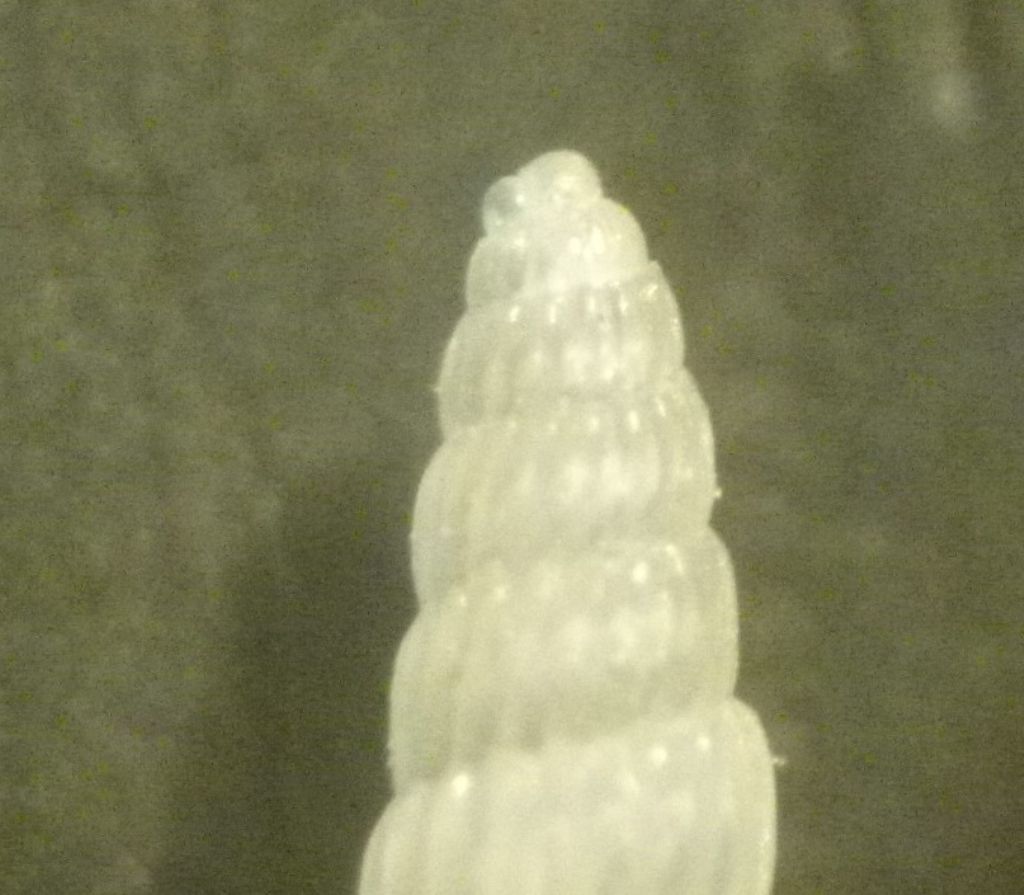 Turbonilla sinuosa?